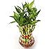 Nurturing Green Lucky Bamboo Two Layer Round Glass Pot: Amazon.in ...