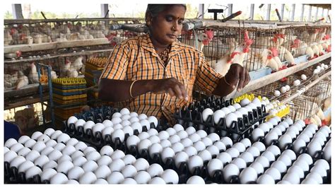 Tamil Nadu's Farm-Gate Egg Prices Climb To A New All-Time High Of ₹6.25 ...