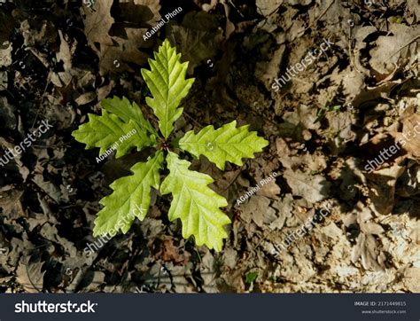 Image result for Small Oak Tree Sapling