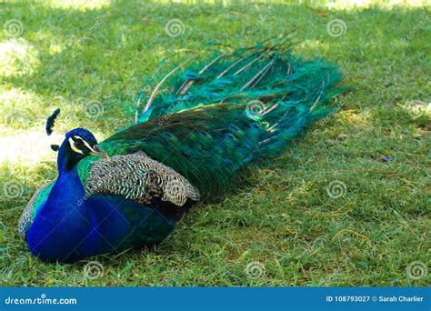 A Regal and Colorful Peacock Resting in a Spanish Garden. Stock Image ...