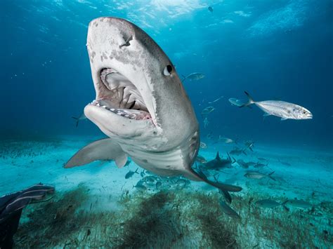 Tiger Shark Mouth Open