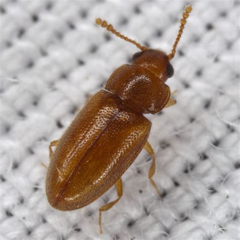 Image result for Microcrypticus Scriptum