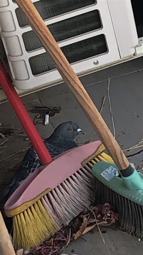 Pigeon laid an egg on my balcony - What do I do? Will they pay rent ...