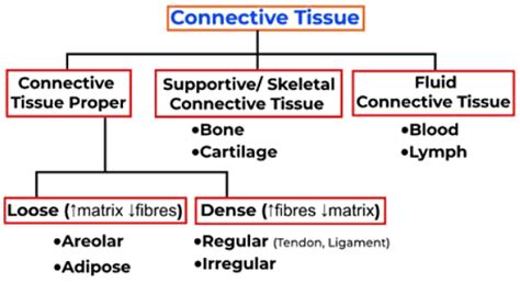 Mnemonics: Structural Organisation in Animals - Biology Class 11 - NEET ...