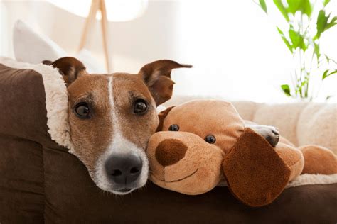 Pet Cremation | Kurzawa Funeral Home