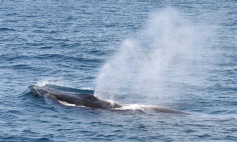 Whale Watching en España, Estrecho de Gibraltar