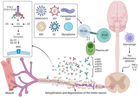 Immune-Mediated Neuropathies: Pathophysiology and Management