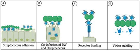 Understanding the Molecular Interactions Between Influenza A Virus and ...