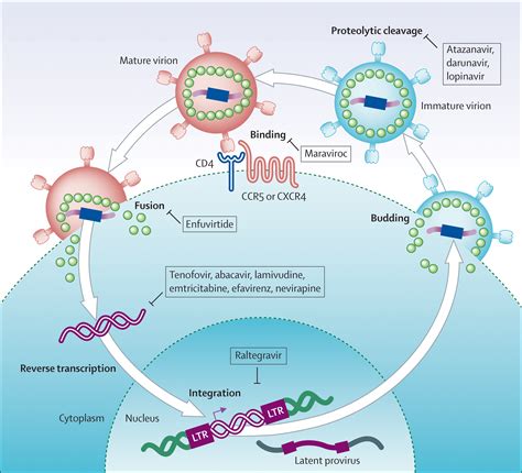 Antiretroviral therapy and management of HIV infection - The Lancet