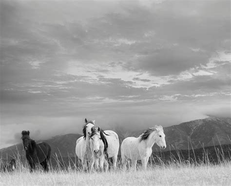 Shane Russeck - SOLO 36x48 Black and White Photography, Wild Horses Mustang Photograph ART For ...