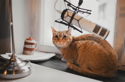 Data JPEG Images 的图像结果