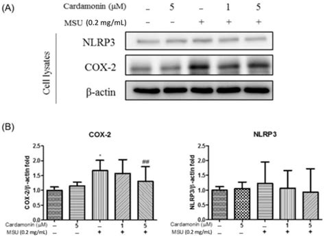 Ameliorative Effects of Cardamonin on Monosodium Urate-Induced Gouty ...