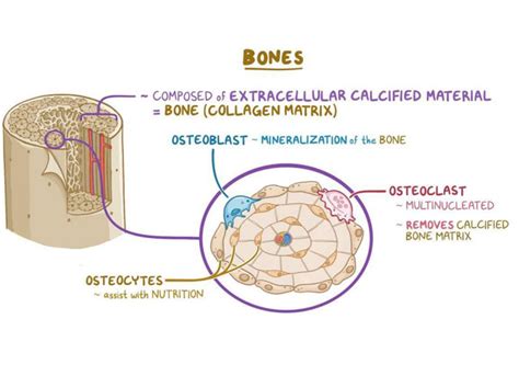 BONE HISTOLOGY - Focus Dentistry