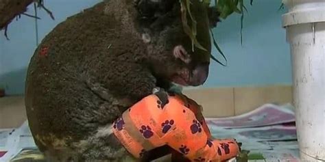心碎！一只考拉在澳洲山火中严重烧伤，获救后被安乐死_凤凰网