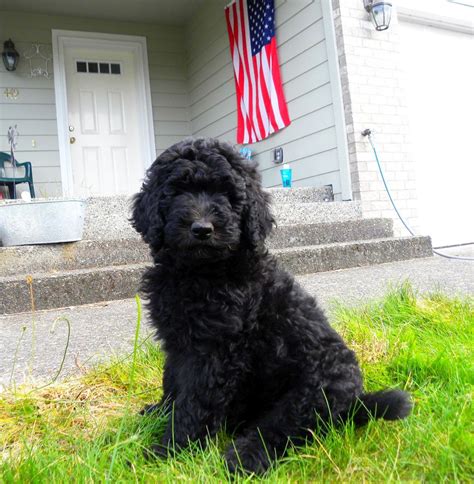 Mini Black Goldendoodle