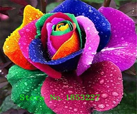 Buy 200pcs/pack Rare Holland Rainbow Rose Flower Seed Rose Online at ...