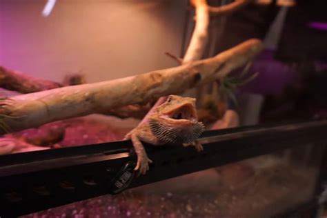 Bearded Dragon Do They Bite