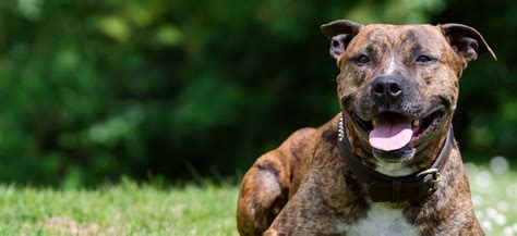 Zeus 5 Year Old Male Staffordshire Bull Terrier