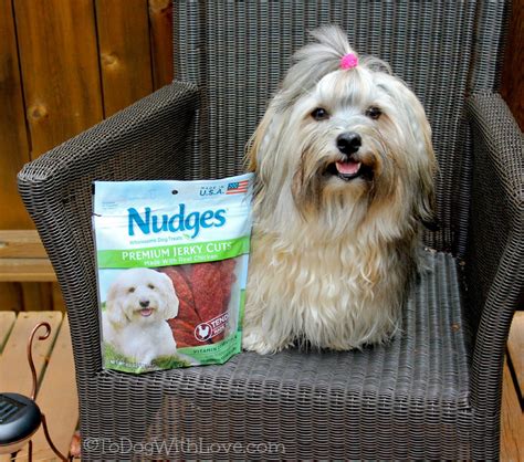 Are Nudges Safe Treat For Dogs