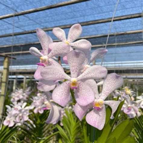 Mokara Orchid Aranda Christine Hybrids #12 Mature Full Plant - Ready T