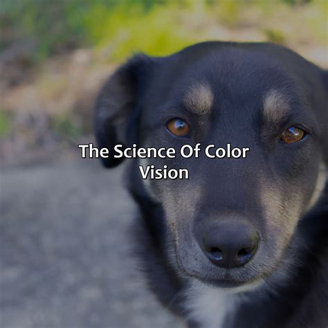How Dogs See Colors 的图像结果