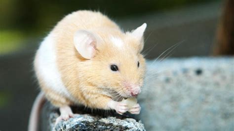 家里有老鼠怎么办，怎样才能快速消灭它 - 哔哩哔哩