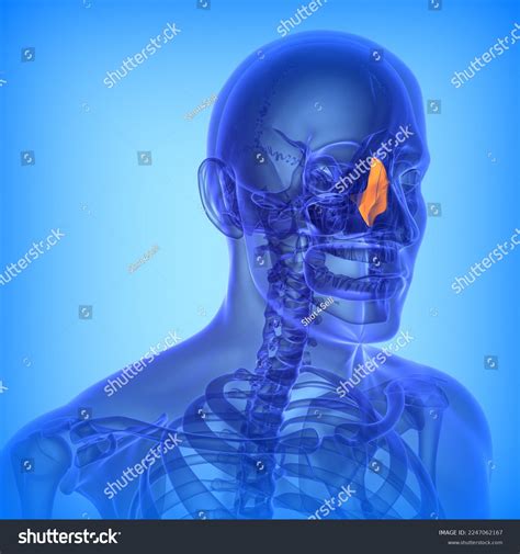 Human Ethmoid Perpendicular Plate Bone Anatomy Stock Illustration 2247062167 | Shutterstock