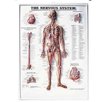Buy The Nervous System Book Online at Low Prices in India | The Nervous ...