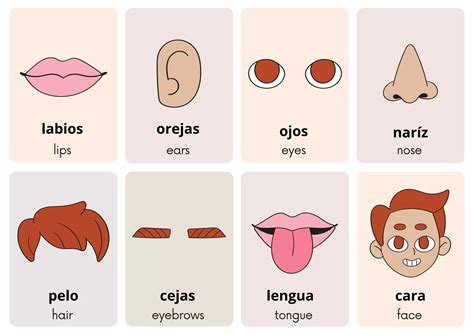 Parts of the Face - Spanish Vocabulary - Flashcards.pdf