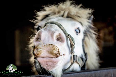 These Horses Mustache You A Question…