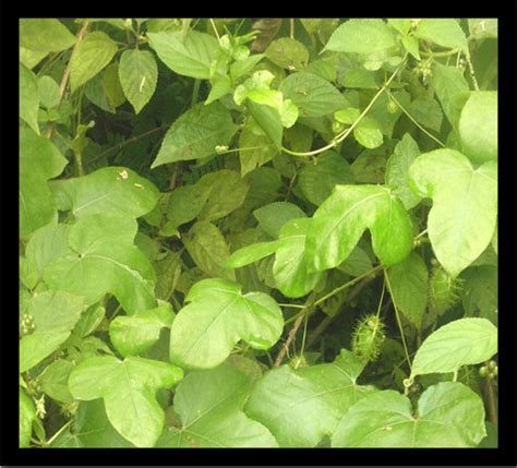 CSIR-NEERI Biodiversity Portal