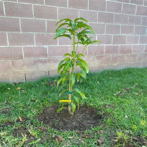 Image result for Dwarf Mango Tree Care