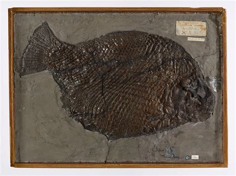 Formation of Fossils 的图像结果