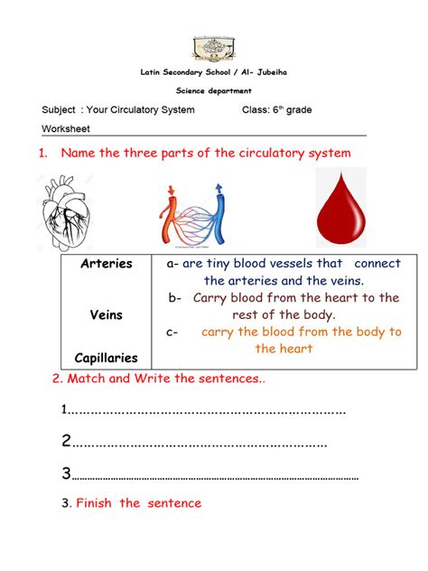 Worksheet Your Circulatory System | PDF