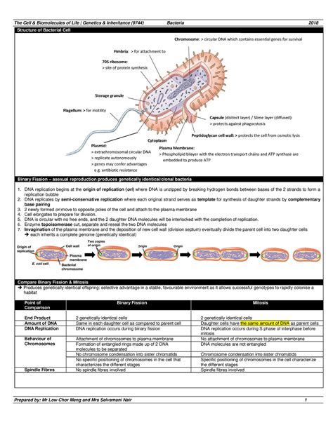 10) Bacteria Summary 9744 2018 - Structure of Bacterial Cell Binary ...