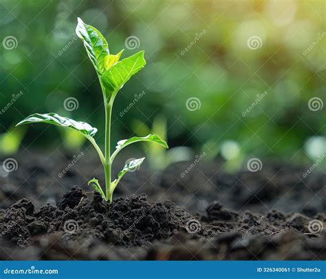 Enhanced Plant Breeding Techniques Using CRISPR Gene Editing Speeding Up the Development of ...