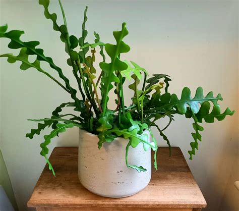 Epiphyllum anguliger - Fishbone cactus - small and green