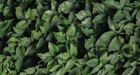 Green leaf texture leaf texture background | Premium Photo