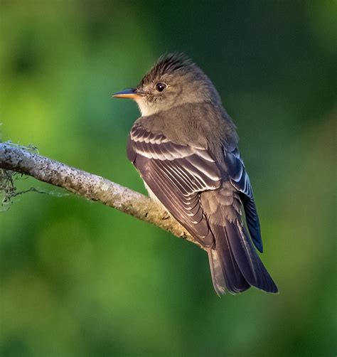 Eastern Wood Pewee - Owen Deutsch Photography