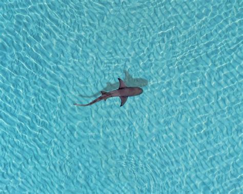 Aerial view of a shark swimming in a crystalclear turquoise sea ...