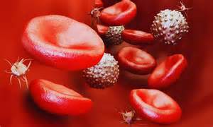 Why are men more likely to develop multiple myeloma than women?