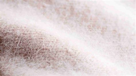 Image result for Angora Goat Wool