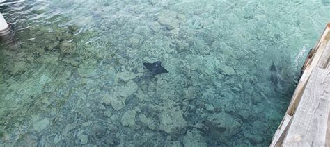 SANDIES BATHALA MALDIVES (Bathala Island) - Hotel Reviews, Photos, Rate ...