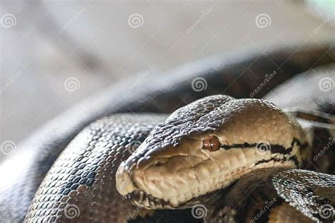 Giant Python Snake 的图像结果