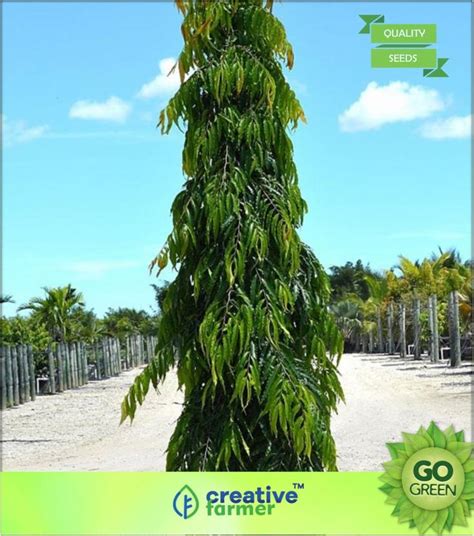 creative farmer Polyalthia Longifolia Var. Pendula Seed Price in India ...