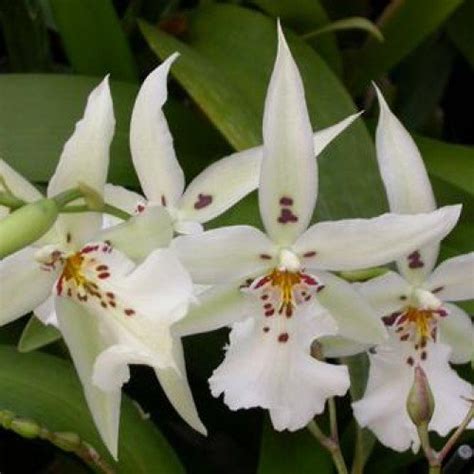 orchid family Eco Garden Live Healthy Hybrid Oncidium Fairy Wonder Land ...