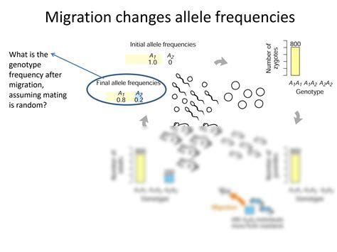 SOLUTION: Lecture 20 migration genetic drift and non random pt 1 ...