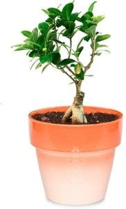 Greenium Ficus Plant Price in India - Buy Greenium Ficus Plant online ...