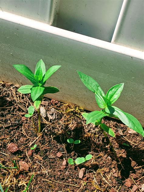 Zinnia Sprouts – What Does a Zinnia Seedling Look Like? - Bunny's Garden