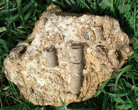 Crinoid stem - Fossil Collecting Guide (UK Fossils)